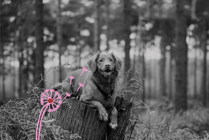 l'allergie au pollen touche également les chiens et les chats