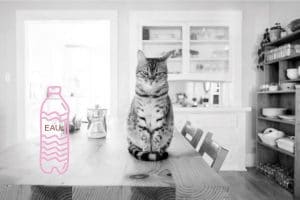 l'hydratation des chats