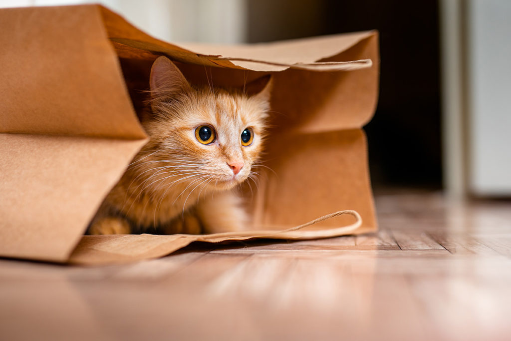 Comment accueillir un chaton à la maison ? 4 conseils