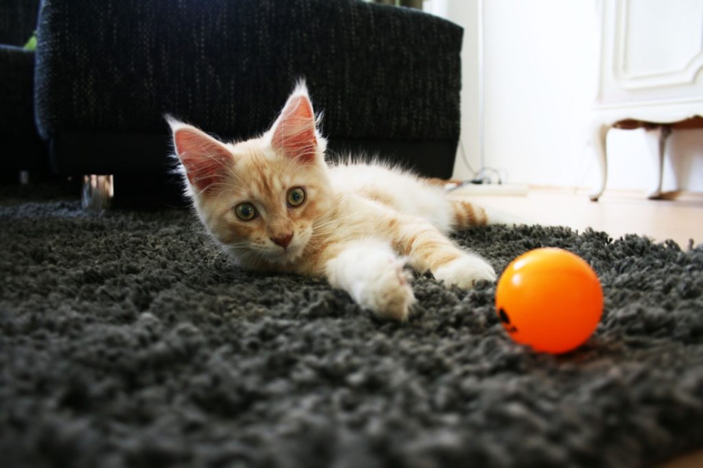 Le Maine Coon : un chat sociable et très affectueux 