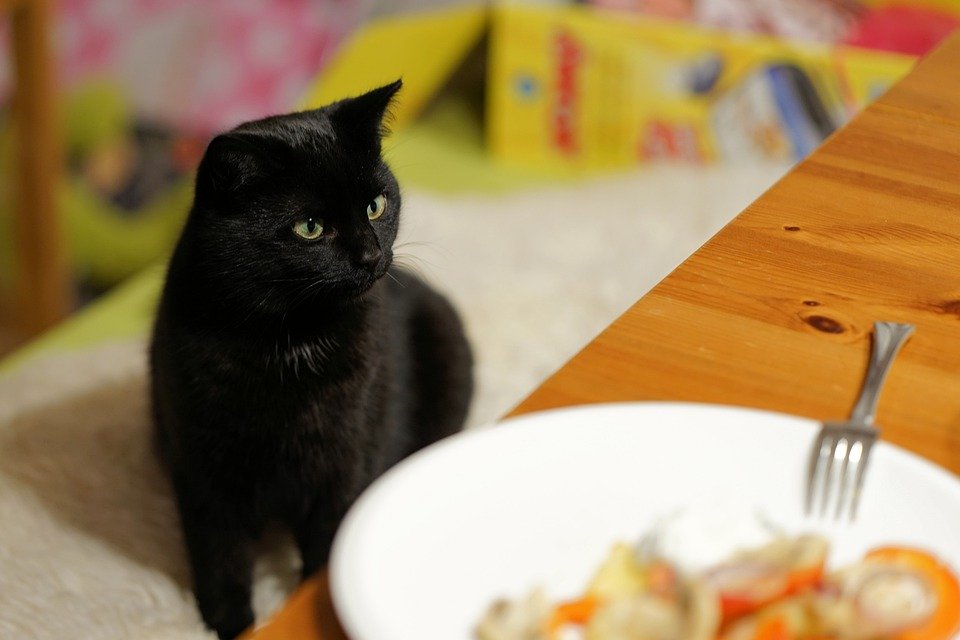 Quels sont les aliments préférés des chats ? 