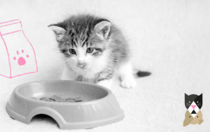 Quels sont les aliments préférés des chats ?