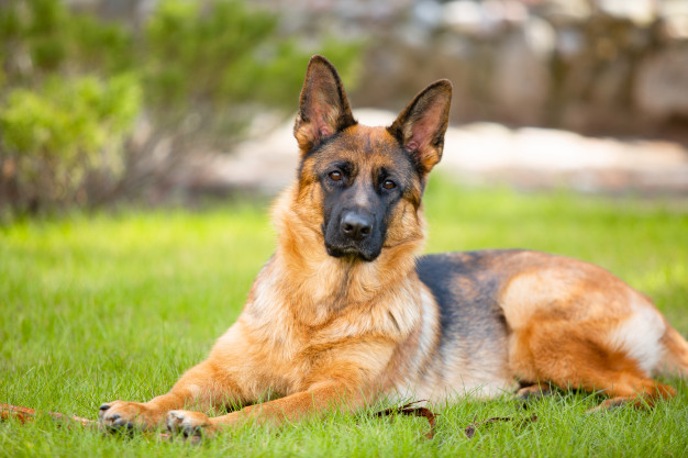 Un chien aboie la nuit par instinct