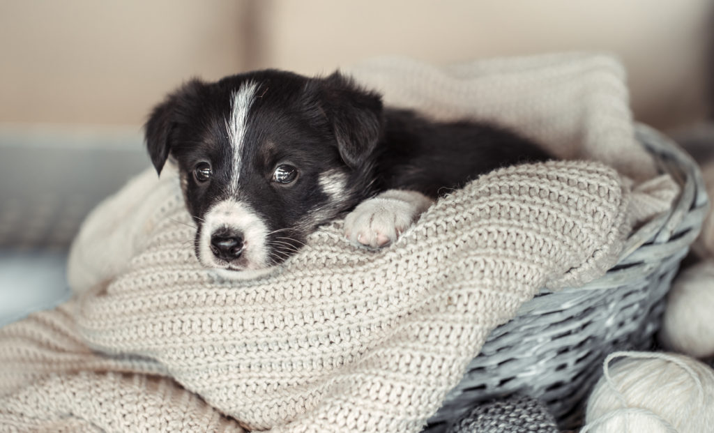 Comment calmer l’anxiété d’un chien qui aboie la nuit ?