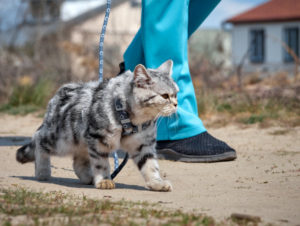 Promener son chat en laisse