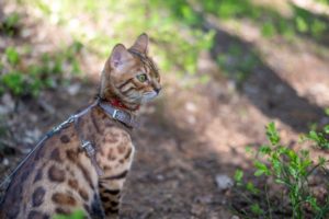 Promener son chat dans de bonnes conditions