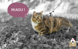 3 conseils pour se promener avec son chat