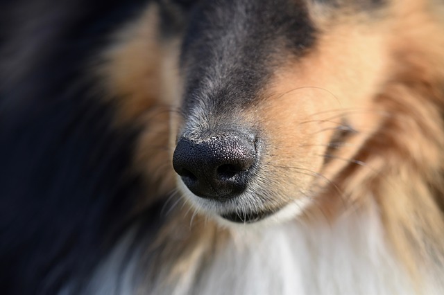 Comment les chiens sont entraînés à détecter la Covid-19 ?