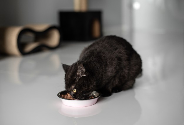 Prendre soin de son chat passe aussi par l'alimentation