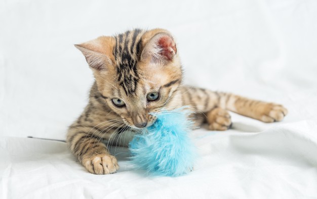 Prendre soin de son chat en jouant avec lui