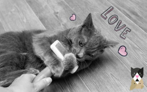 5 FAÇONS DE PROUVER SON AMOUR A UN CHAT !