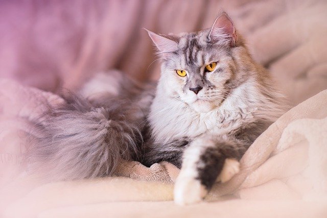   Le Maine Coon, géant au grand cœur,  au sommet des races de chats les plus populaires