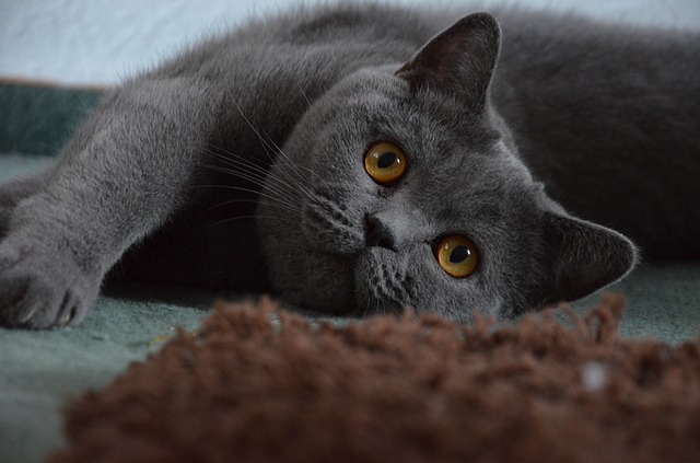 Le British Shorthair, une boule de poils tout en rondeurs