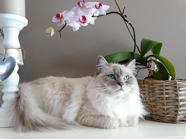 Le Ragdoll, l’une des races de chats populaires les plus doux