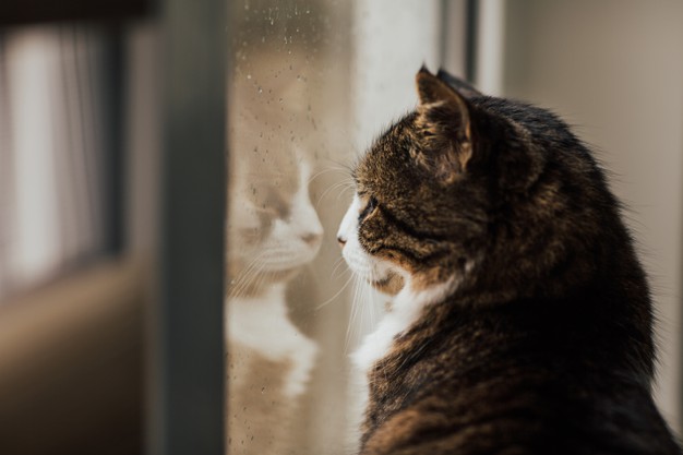 Qu’est ce qui déclenche la saison des amours des chats ?