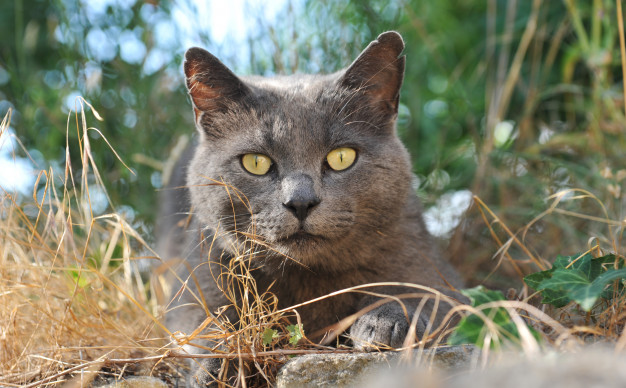 7. Le chat des Chartreux, notre célébrité locale