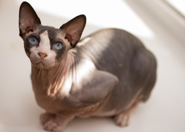 Le Sphynx, une race de chats populaire sans poils