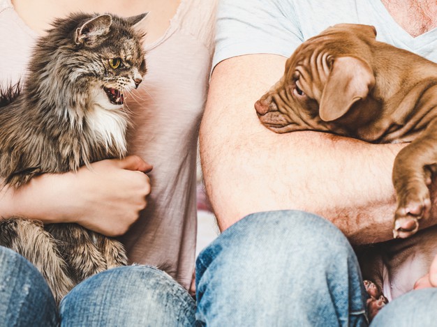 Le chat et le chien : deux animaux bien différents