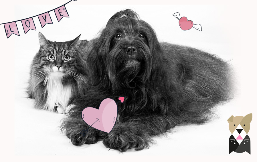 3 choses à savoir pour une bonne cohabitation entre chat et chien