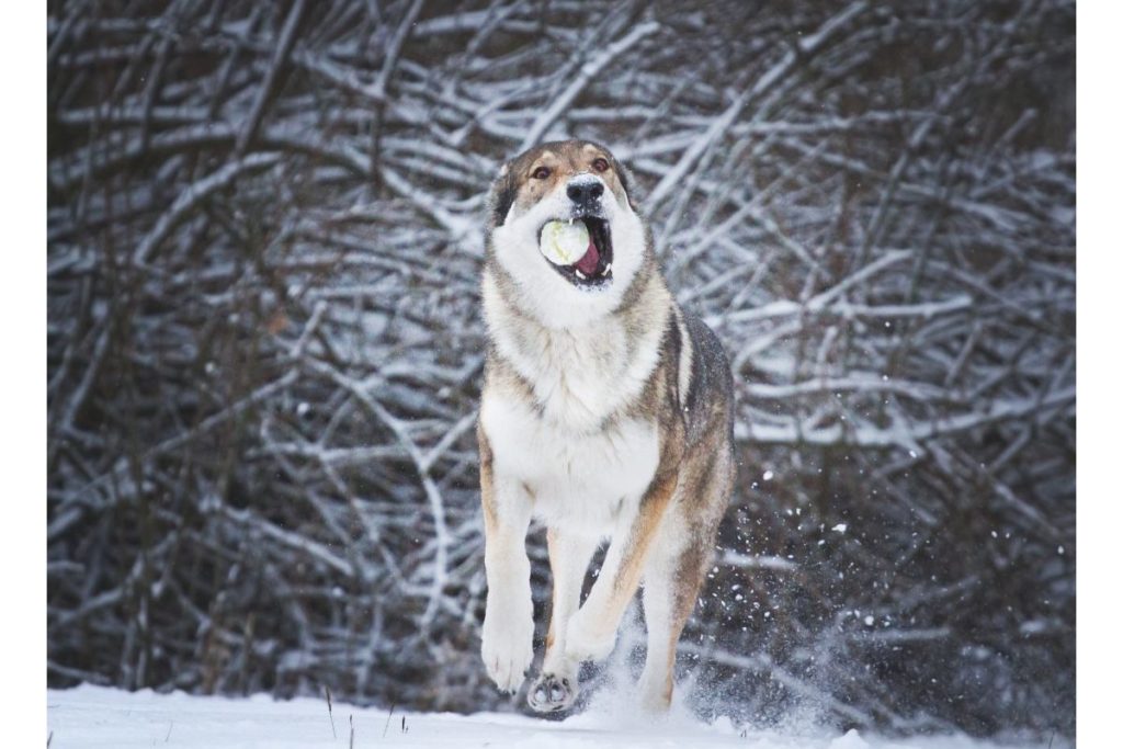 chien loup tchecoslovaque qui joue