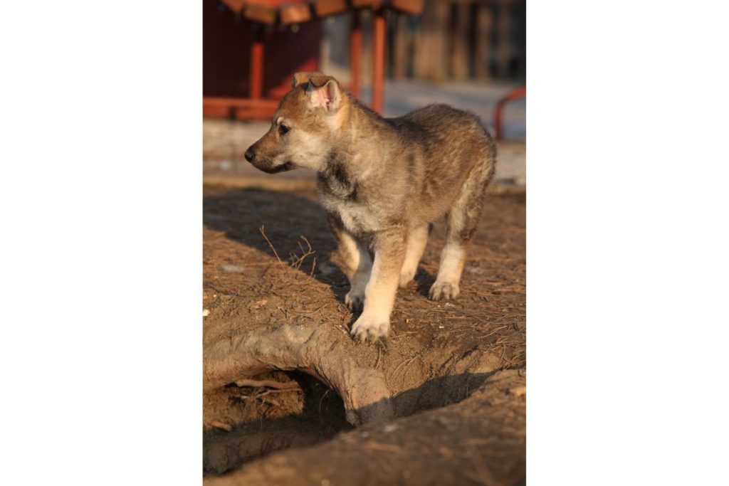 bébé chien loup tchecoslovaque