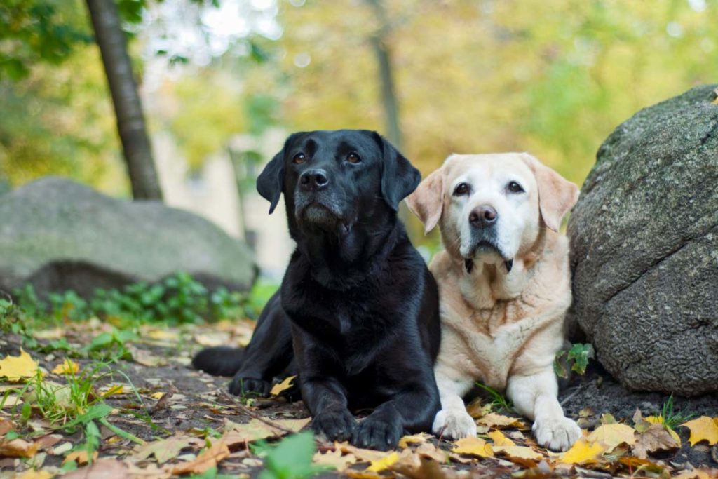 Deux Labradors