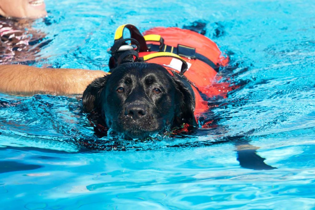 Labrador sauveteur