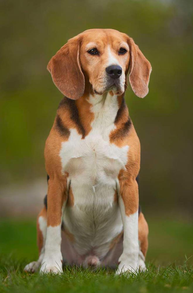 Le beagle