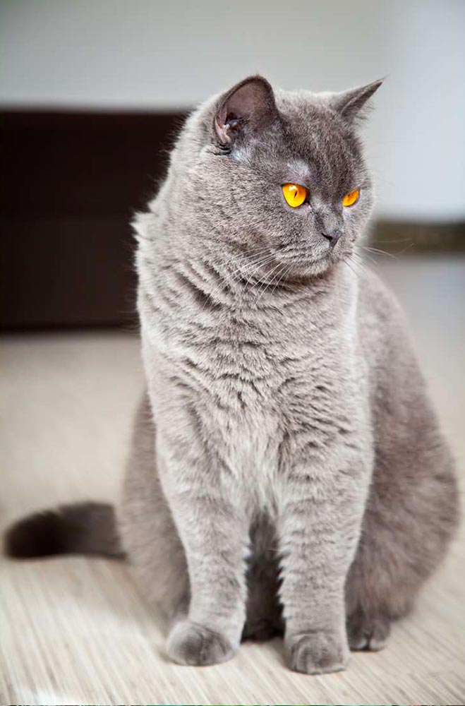 chat-british-shorthair