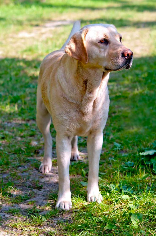 Le labrador