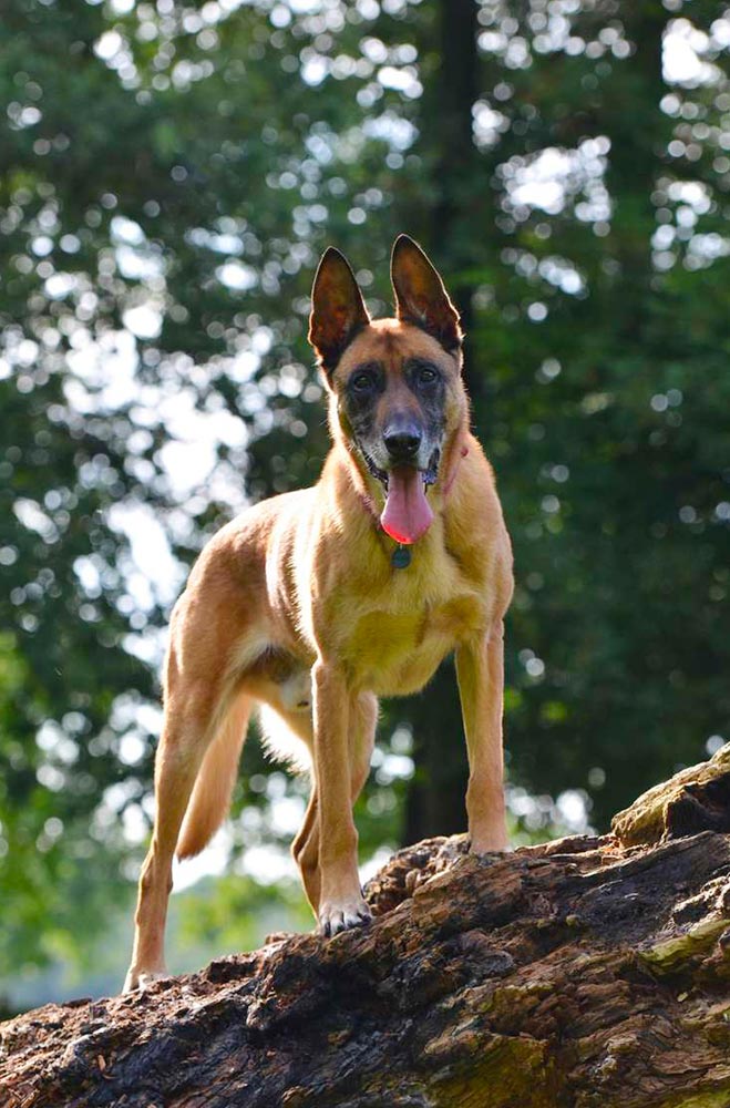 Le berger belge malinois