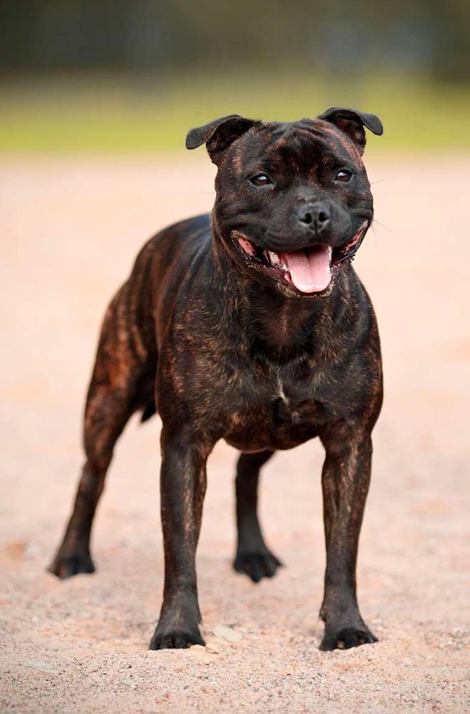 Le Staffordshire Bull Terrier