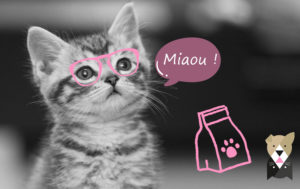 alimentation-chaton