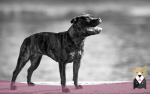 staffordshire-bull-terrier