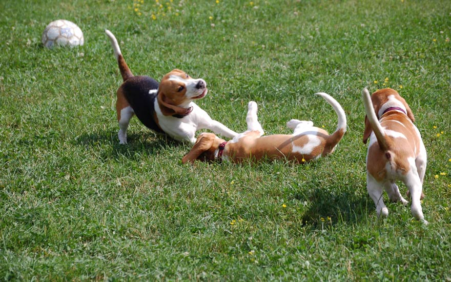 Beagle caractère