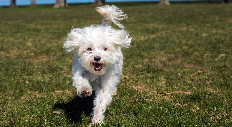 caractere bichon maltais