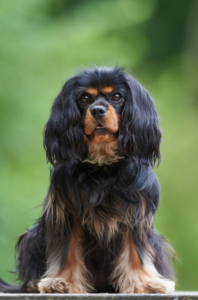 cavalier king charles