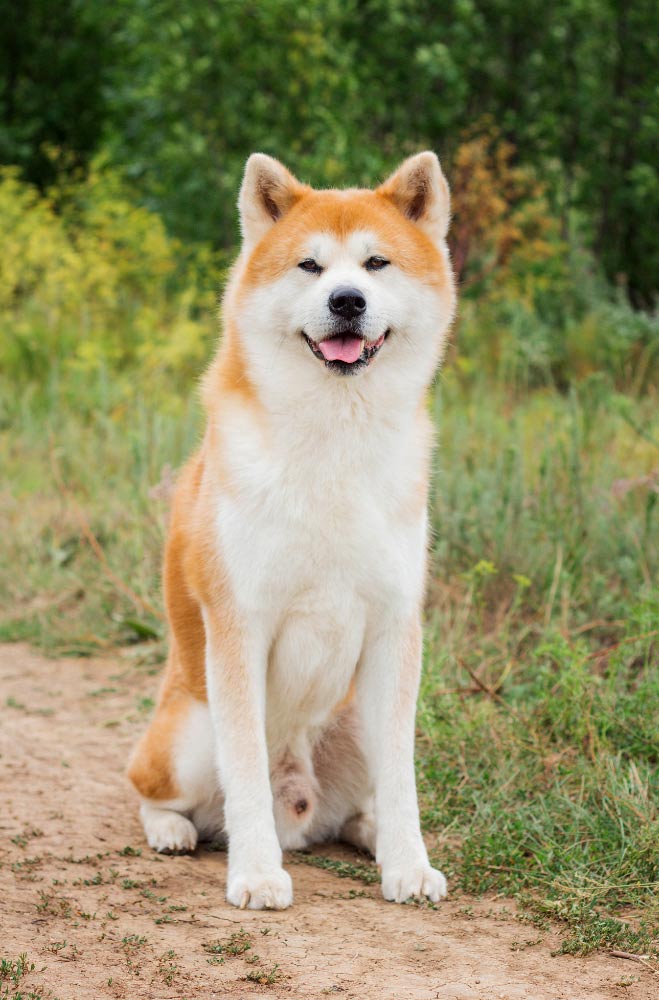 akita_inu