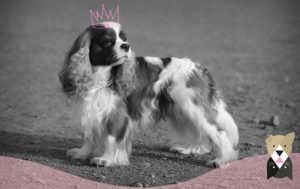 cavalier-king-charles