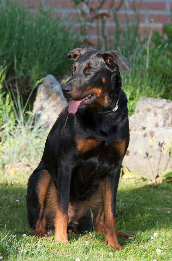 beauceron