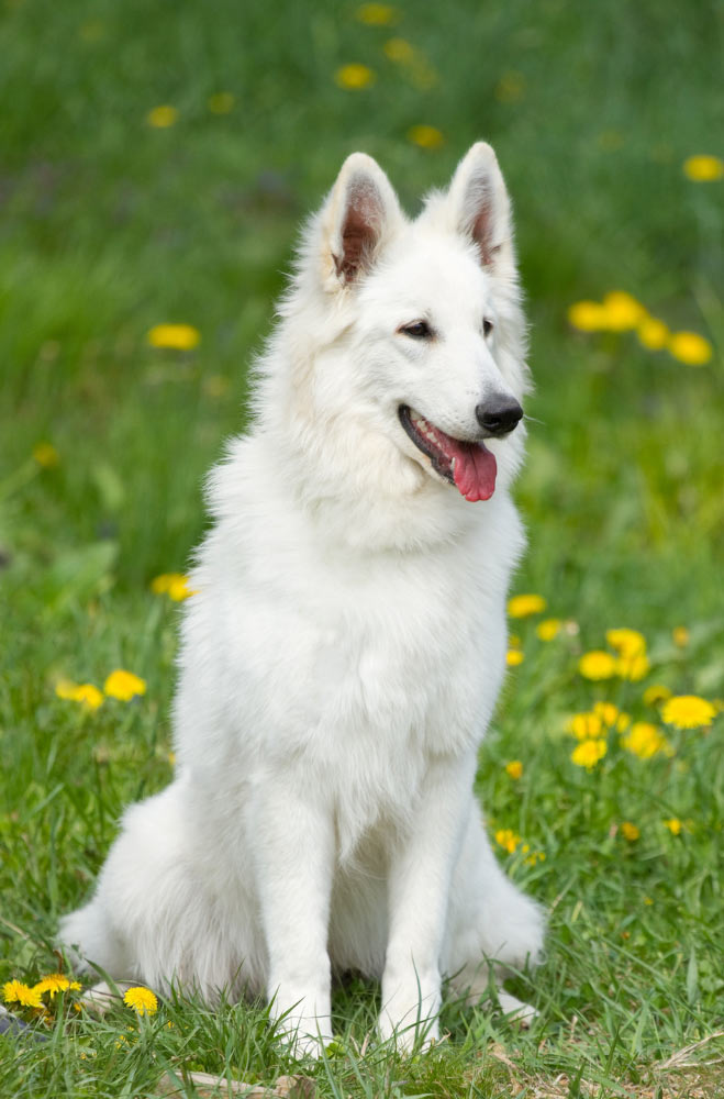 berger-blanc-suisse