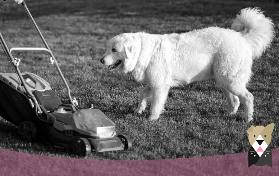 tondeuse-gazon-chien