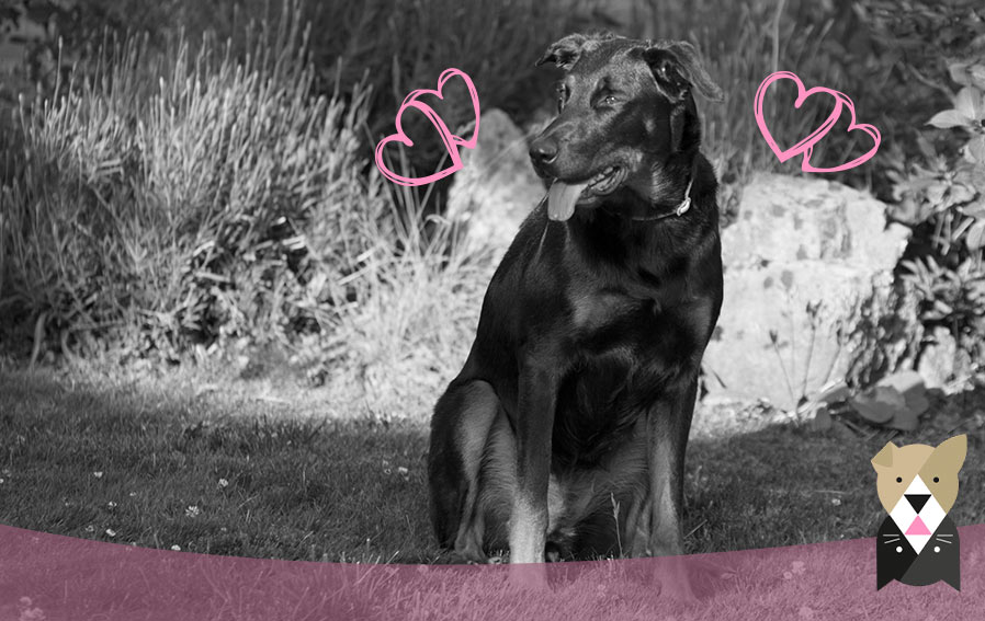 beauceron-histoire-alimentation