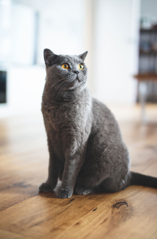 chartreux