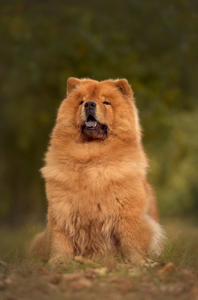 chow-chow