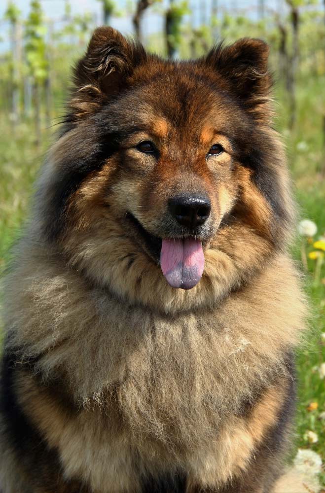 eurasier