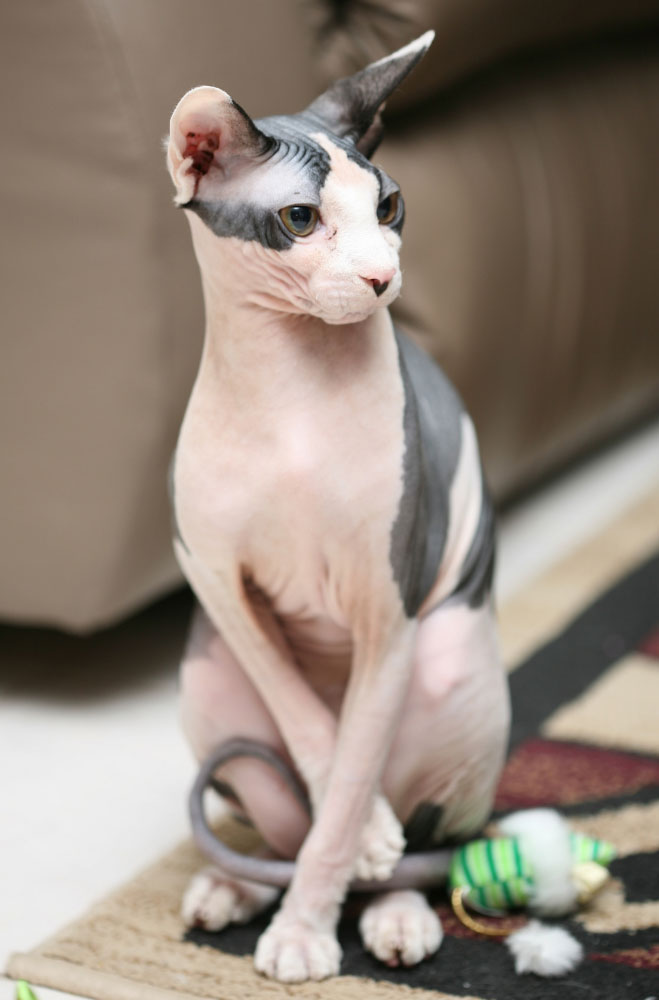 sphynx