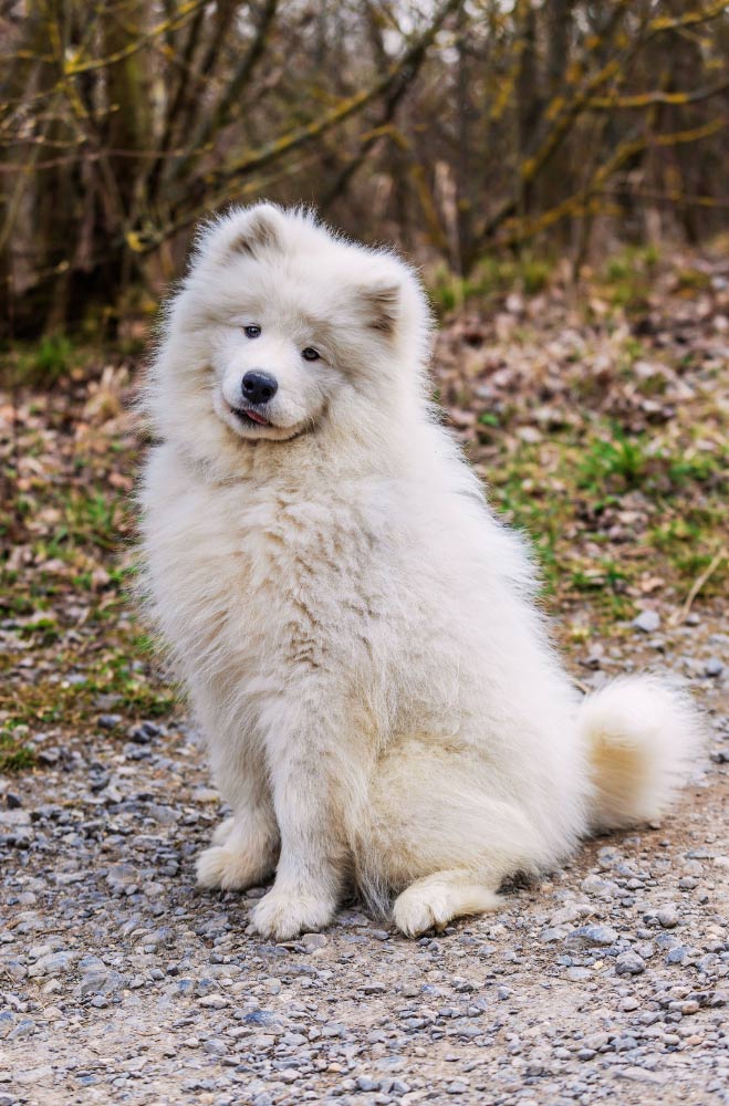 samoyede